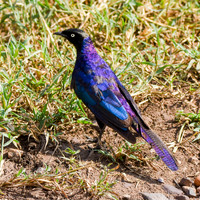 Ruppell's starling