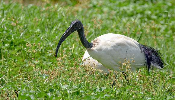 Sacred Ibis