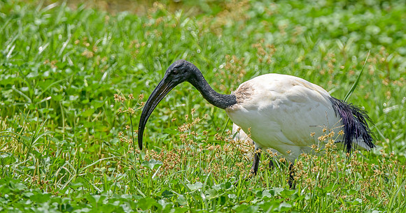 Sacred Ibis