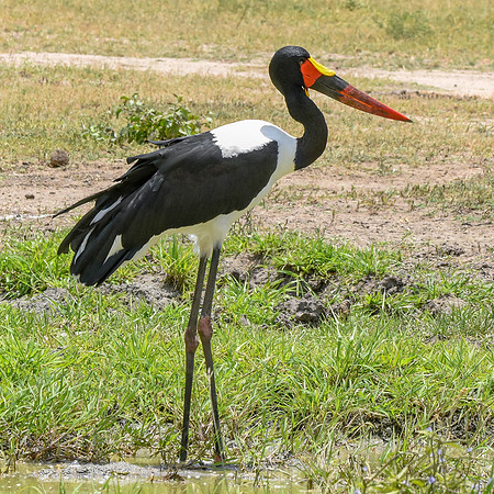 Saddle billed stork