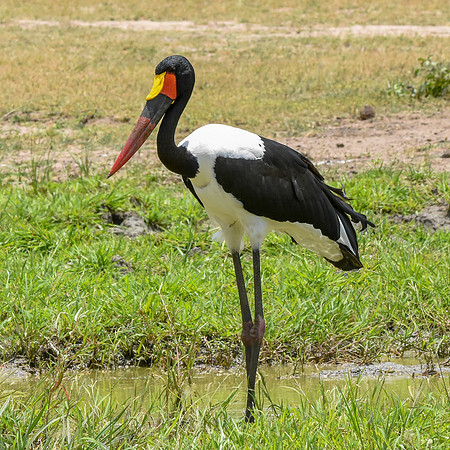 Saddle billed stork