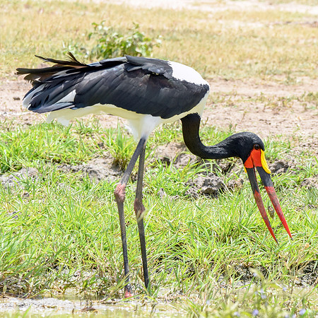 Saddle billed stork
