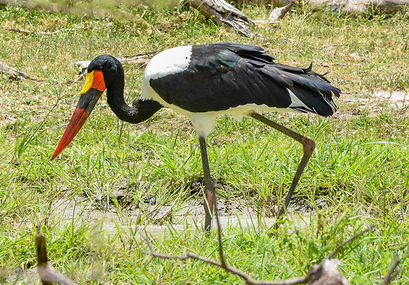 Saddle billed stork