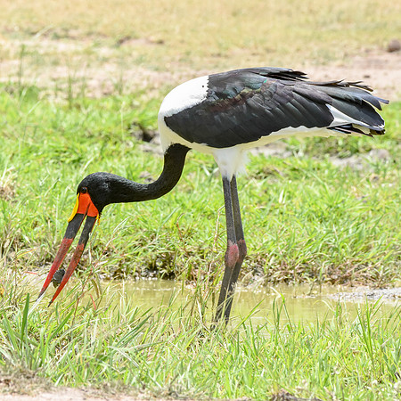 Saddle billed stork
