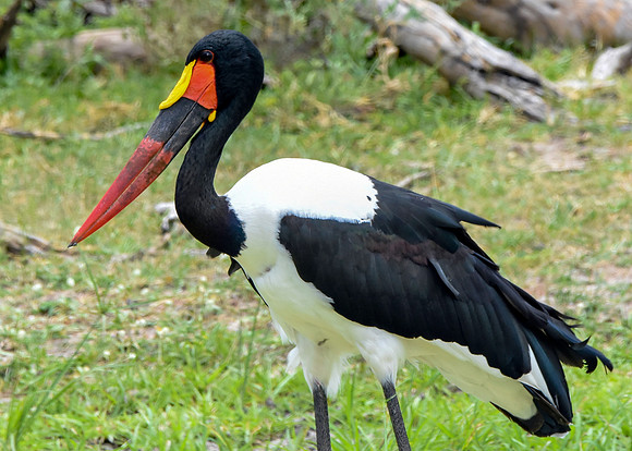 Saddle billed stork