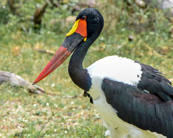 Saddle billed stork