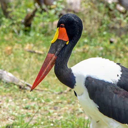 Saddle billed stork