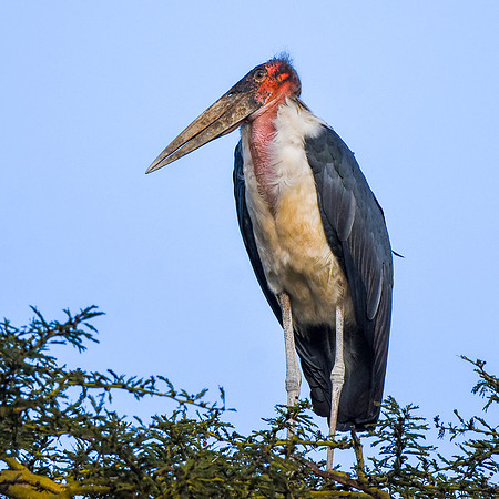 Marabou stork
