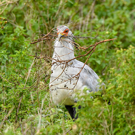 Secretary bird