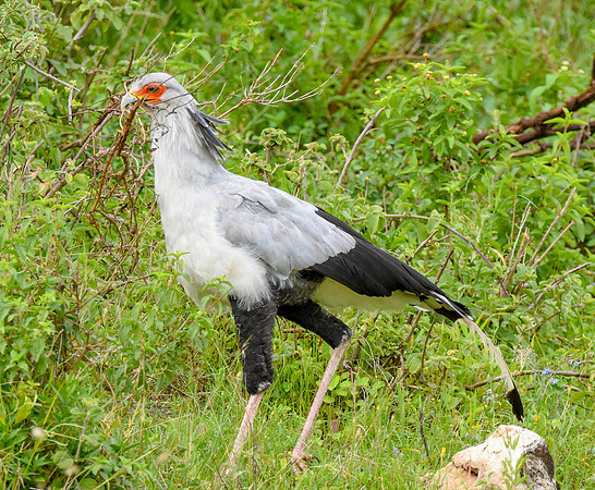 Secretary bird
