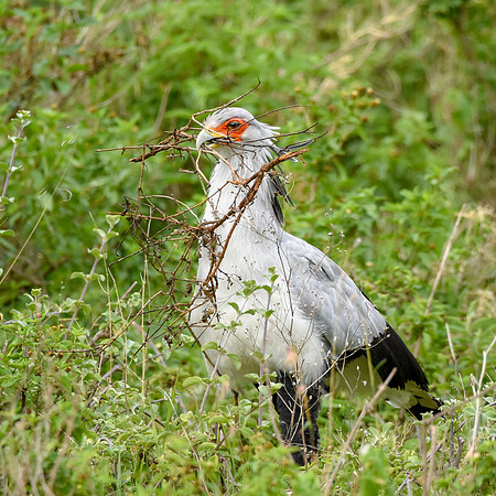 Secretary bird