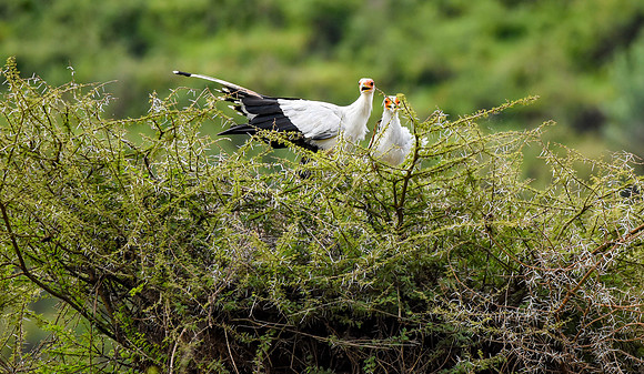 Secretary bird