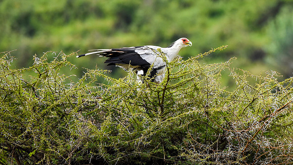 Secretary bird