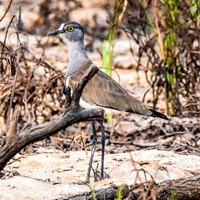 Senegal lapwing