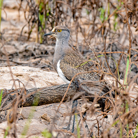 Senegal lapwing