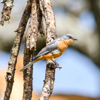 Silverbird