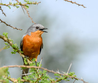 Silverbird