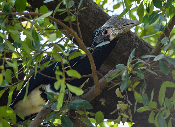 Silvery cheeked hornbill