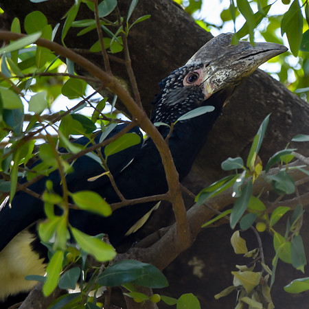 Silvery cheeked hornbill