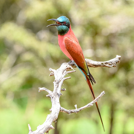 Southern carmine bee eater