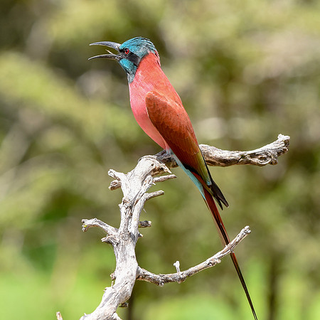 Southern carmine bee eater