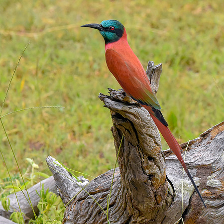 Southern carmine bee eater