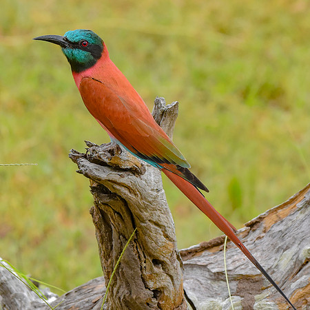 Southern carmine bee eater