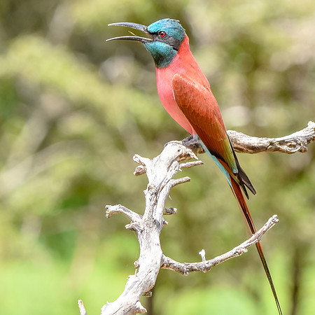Southern carmine bee eater