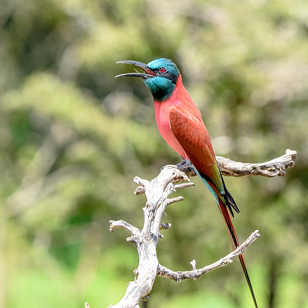 Southern carmine bee eater