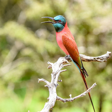 Southern carmine bee eater