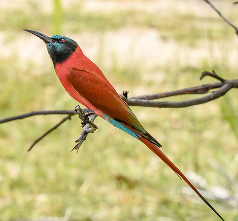 Southern carmine bee eater