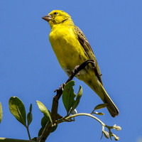 Southern grosbeak canary