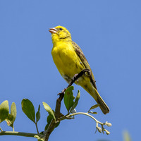 Southern grosbeak canary