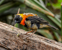Southern red bishop
