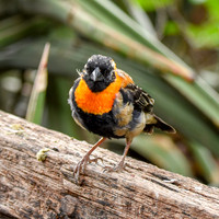 Southern red bishop