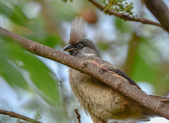 Speckled Mousebird