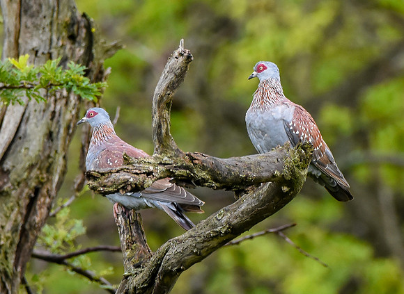 Speckled pigeon