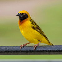 Speke's weaver