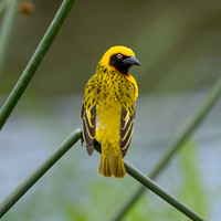 Speke's weaver