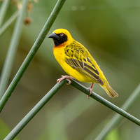 Speke's weaver