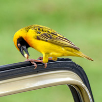 Speke's weaver