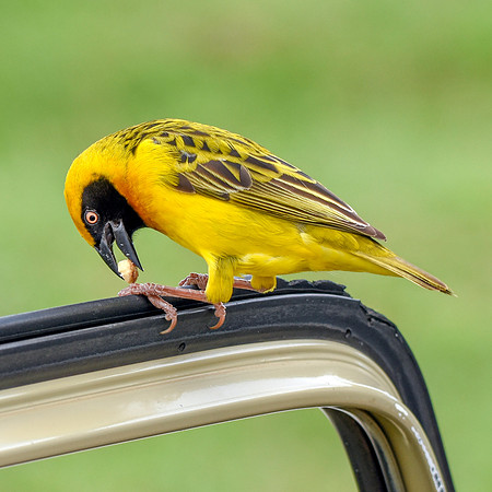 Speke's weaver