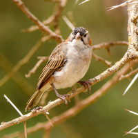 Speckle fronted weaver