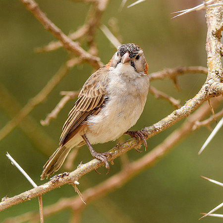 Speckle fronted weaver