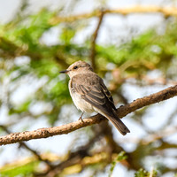 Spotted flycatcher
