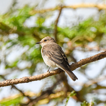 Spotted flycatcher