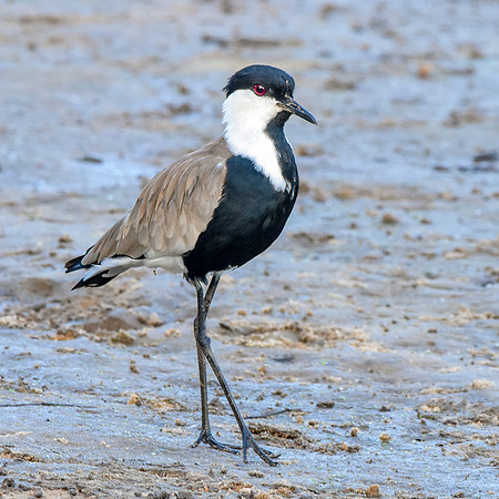 Spur winged lapwing / plover
