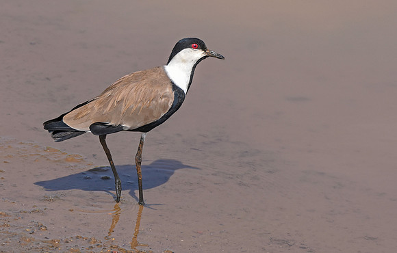 Spur winged lapwing / plover