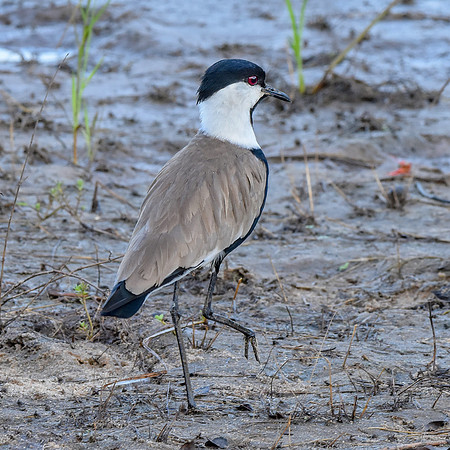 Spur winged lapwing / plover