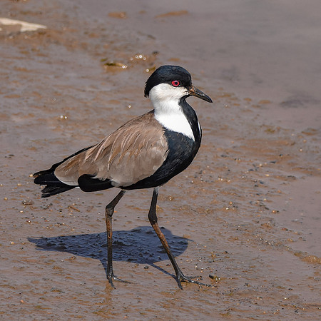 Spur winged lapwing / plover